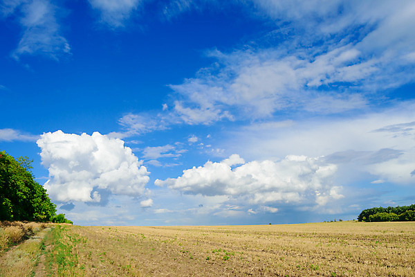 포토 JPG 해외이미지 식물 구름 계절 음식 줄기 백그라운드 밭 농업 자연 하늘 날씨 씨앗 풍경 사람없음 야외 여름 파란색 빛 농작물 햇빛 농장 농경지 노란색 맑음 수확 성장 시골 황금 낟알 땅 유기농 보리 장면 내추럴 밭일 숙성 호밀 수평선 해외202004 해외포토 자연요소 웰빙 산업 컬러 곡류 태양 생태계 파일형식 이미지허브