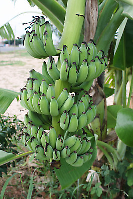 포토 JPG 해외이미지 나무 식물 아시아 음식 줄기 백그라운드 잎 밭 농업 과일 재료 태국 자연 바나나 매달리기 건강 손바닥 사람없음 야외 초록색 여름 농작물 농장 정원 수확 성장 가을 나뭇가지 신선 그룹 닫기 달콤 아침식사 다발 먹기 오브젝트 유기농 날것 내추럴 해외202004 해외포토 손 웰빙 계절 나라 산업 컬러 모션 식사 맛 생태계 파일형식 이미지허브