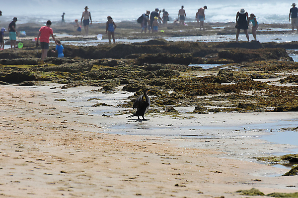 포토 JPG 해외이미지 계절 어린이 모래 바다 여행 백그라운드 신체 날개 가족 조류 휴가 수영장 사람 풍경 사람없음 야외 가로 초록색 여름 파란색 햇빛 환경 사진촬영 소프트포커스 큼 망토 암초 남아프리카 카피스페이스 해외202004 해외포토 동물 컬러 관계 아프리카 촬영기법 태양 촬영 공백 크기 파일형식 이미지허브