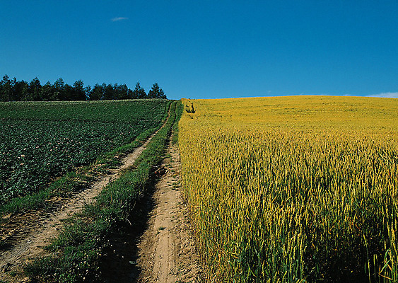포토 JPG 해외이미지 나무 식물 구름 계절 공원 도로 길 여행 백그라운드 밭 오렌지 자연 하늘 날씨 풍경 잔디 사람없음 야외 초록색 여름 빛 햇빛 태양 농장 노란색 평화 일출 환경 정원 맑음 일몰 흙 봄 안개 광선 흰색 시골 신선 떨어짐 숲 땅 언덕 장면 넘어짐 땅바닥 방법 생태학 수평선 해외202004 해외포토 자연요소 공공시설 교육 컬러 컨셉 농업 과일 교통시설 모션 바닥 노을 생태계 파일형식 이미지허브