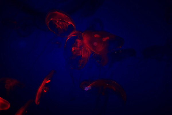 포토 JPG 해외이미지 동물 사람없음 물 고요 수족관 해파리 내추럴 싱가폴 해외202004 해외포토 자연요소 아시아 자포동물 파일형식 이미지허브