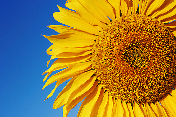 포토 JPG 해외이미지 식물 꽃잎 꽃 백그라운드 자연 해바라기 풍경 근접촬영 사람없음 야외 여름 파란색 노란색 맑음 해외202004 해외포토 계절 뷰포인트 컬러 날씨 생태계 파일형식 이미지허브