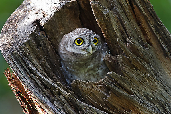 포토 JPG 해외이미지 나무 동물 여자 남자 아시아 얼굴 야생동물 백그라운드 날개 태국 자연 조류 사람없음 야외 목재 가로 초록색 컬러풀 머리 환경 나뭇가지 점 막대기 닫기 숲 깃털 꼬리 부리 서식지 생태학 해외202004 해외포토 식물 교육 나라 컬러 재료 모션 사람 신체부위 생태계 파일형식 이미지허브