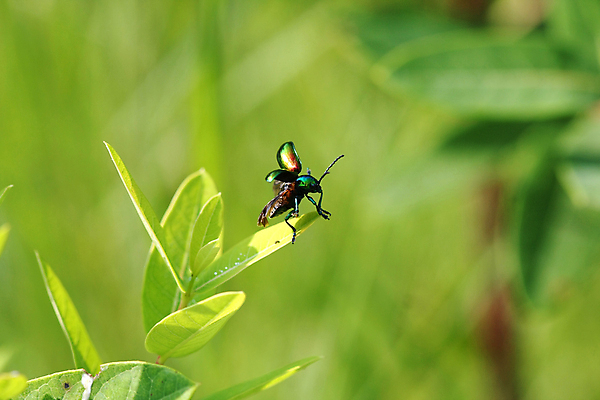 포토 JPG 해외이미지 식물 동물 야생동물 곤충 백그라운드 잎 농업 오렌지 자연 감자 안테나 사람없음 야외 초록색 여름 농장 노란색 정원 검은색 손상 흰색 닫기 해충 벌레 숲 작음 큼 열대우림 먹기 딱정벌레 생물학 에콰도르 고립 동물상 생태학 콜로라도 해외202004 해외포토 계절 교육 산업 컬러 컨셉 채소 과일 통신 모션 조형물 미국 남아메리카 크기 생태계 파일형식 이미지허브