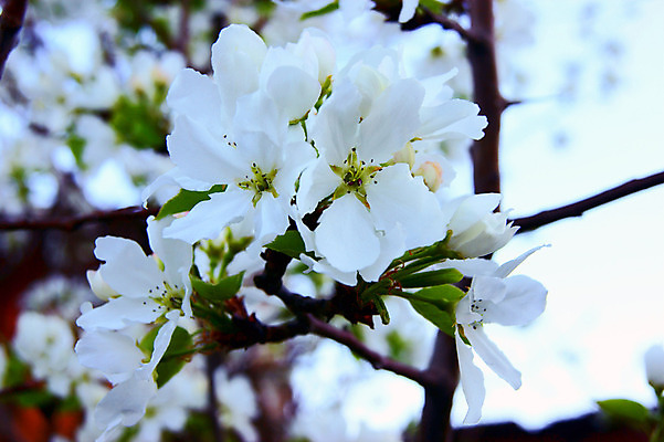 포토 JPG 해외이미지 나무 식물 계절 꽃잎 꽃 백그라운드 자연 사람없음 야외 가로 초록색 머리 성장 벚꽃 흰색 나뭇가지 해외202004 해외포토 컬러 신체부위 생태계 파일형식 이미지허브