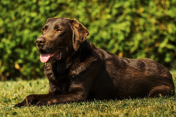 포토 JPG 해외이미지 동물 응시 공원 남자 행복 얼굴 스포츠 백그라운드 밭 포유류 가족 자연 털 실험 앉기 성인 사람없음 야외 초록색 반려동물 갈색 머리 정원 초콜릿 개 리트리버 달콤 래브라도리트리버 송곳니 거짓말 기르기 옛날 해외202004 해외포토 시선 공공시설 감정 컬러 농업 관계 모션 디저트 사람 신체부위 맛 치아 생태계 돌봄 파일형식 이미지허브