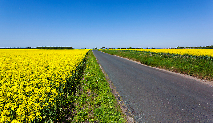 포토 JPG 해외이미지 꽃잎 도로 길 밭 하늘 풍경 사람없음 야외 파란색 농작물 컬러풀 농경지 노란색 맑음 봄 유채 평야 해외202004 해외포토 계절 꽃 컬러 농업 교통시설 자연 날씨 농장 파일형식 이미지허브