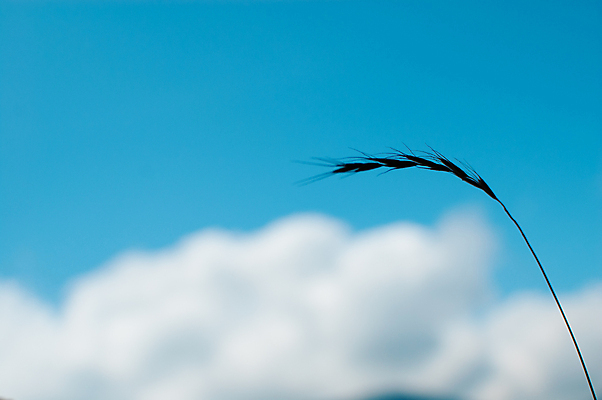 포토 JPG 해외이미지 식물 구름 계절 아시아 여행 잎 오렌지 자연 하늘 휴가 그림자 풍경 사람없음 야외 가로 여름 파란색 태양 여행객 일본 검은색 일몰 흰색 도쿄 허브 방문 동쪽 해외202004 해외포토 자연요소 나라 컬러 과일 사람 노을 방향 생태계 파일형식 이미지허브
