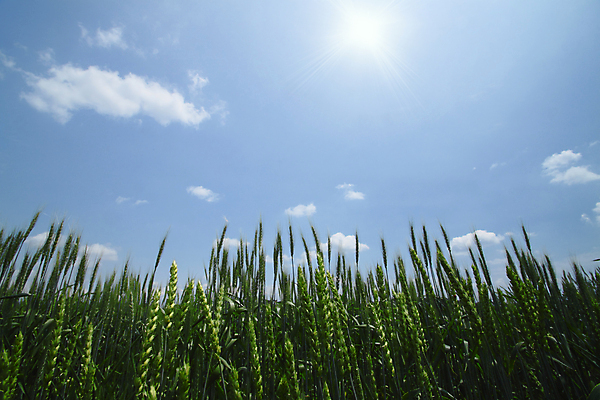 포토 JPG 해외이미지 식물 구름 자연 하늘 씨앗 풍경 사람없음 야외 초록색 빛 햇빛 노란색 밀 밀짚 내추럴 해외202004 해외포토 자연요소 컬러 곡류 태양 짚 생태계 파일형식 이미지허브