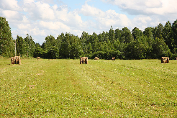 포토 JPG 해외이미지 밭 하늘 풍경 사람없음 여름 농장 마을 시골 건초더미 볏짚 러시아 밀짚 볏집 실린더 해외202004 해외포토 계절 유럽 농업 건초 짚 파일형식 더미 이미지허브