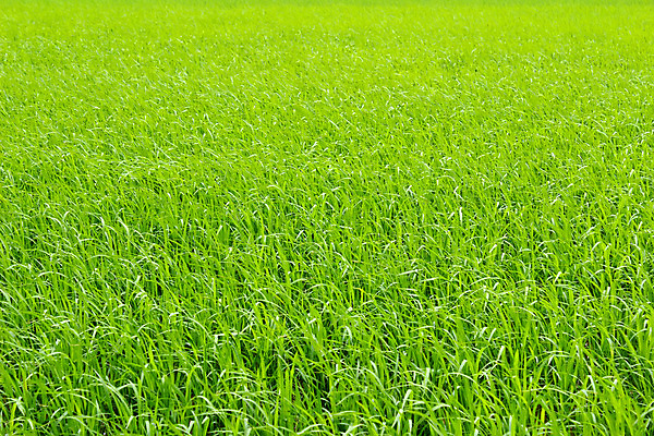 포토 JPG 해외이미지 식물 아시아 문화 음식 여행 백그라운드 농업 태국 자연 하늘 밥 산 동양인 풍경 사람없음 초록색 파란색 농장 계곡 중국 수확 시골 낟알 베트남 논밭 밭일 해외202004 해외포토 나라 산업 컬러 밭 논 인종 동남아시아 생태계 파일형식 이미지허브