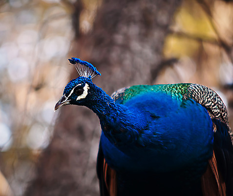 포토 JPG 해외이미지 동물 1 남자 야생동물 자연 조류 왕관 동물원 사람없음 파란색 머리 활발 젖음 우아함 공작 깃털 부리 목 해외202004 해외포토 컬러 컨셉 사람 신체부위 생태계 파일형식 이미지허브