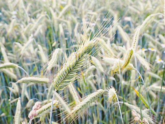 포토 JPG 해외이미지 식물 계절 산업 음식 줄기 백그라운드 밭 농업 자연 옥수수 씨앗 풍경 사람없음 초록색 여름 농작물 햇빛 농장 노란색 맑음 수확 성장 시골 황금 낟알 땅 시리얼 밀 유기농 보리 밀짚 숙성 호밀 해외202004 해외포토 웰빙 컬러 날씨 곡류 태양 짚 생태계 파일형식 이미지허브