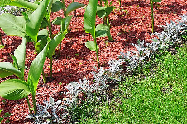 포토 JPG 해외이미지 식물 꽃 지구 백그라운드 잎 자연 그림자 잔디 사람없음 야외 빨간색 초록색 태양 새싹 환경 정원 흙 봄 성장 파편 땅 허브 묘사 원예 질감 화단 먼지 진흙 나누기 내추럴 땅바닥 심기 톱밥 생존 해외202004 해외포토 자연요소 계절 컬러 모션 바닥 취미 수학 가루 생태계 사칙연산 파일형식 이미지허브