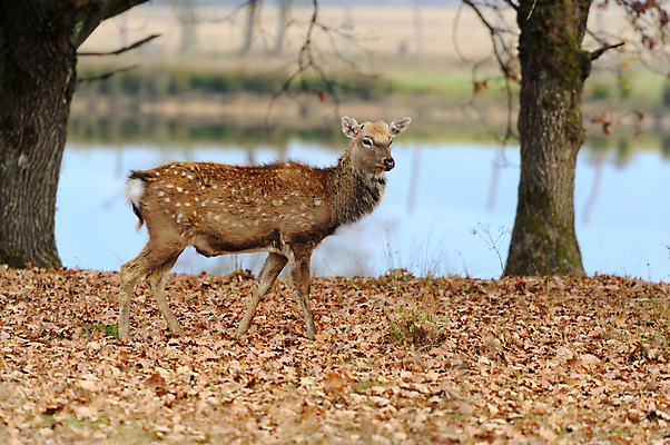 포토 JPG 해외이미지 동물 계절 공원 남자 호수 야생동물 포유류 자연 하늘 아침 사슴 뿔 풍경 사람없음 빨간색 물 갈색 머리 달러 가을 게임 흰색 숲 큼 바퀴자국 트로피 꼬리 사냥 내추럴 고립 전국 해외202004 해외포토 주간 자연요소 공공시설 컬러 돈 자국 놀이 사람 신체부위 크기 상_우승 생태계 파일형식 이미지허브