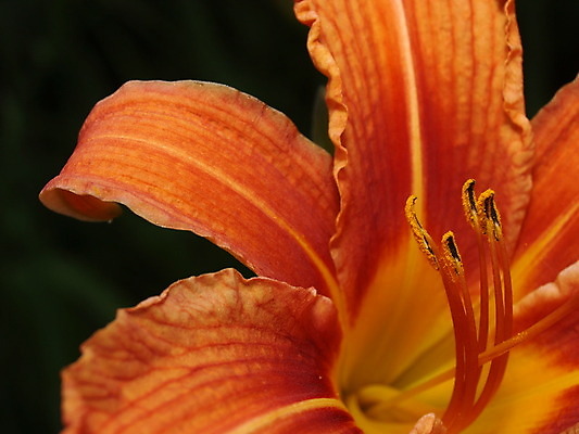 포토 JPG 해외이미지 모양 식물 계절 꽃잎 꽃 파도 백그라운드 꽃무늬 패턴 밭 곡선 오렌지 자연 사람없음 장식 여름 컬러풀 노란색 머리 정원 봄 성장 벚꽃 신선 개화 닫기 백합 꽃집 묘사 싱글 원예 꽃가루 고립 해외202004 해외포토 선 바다 컬러 무늬 농업 과일 모션 취미 신체부위 상점 가루 생태계 파일형식 이미지허브