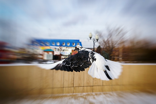 포토 JPG 해외이미지 종교 무기 결혼 백그라운드 날개 자연 조류 하늘 아이디어 사람없음 파란색 평화 희망 자유 신혼여행 흰색 예수 영혼 우아함 큼 심볼 순수 깃털 사인 비둘기 꼬리 신성 약혼 고립 단아함 무료 웅장함 완전 해외202004 해외포토 동물 감정 컬러 컨셉 이벤트 신_종교 크기 생태계 약속 파일형식 이미지허브