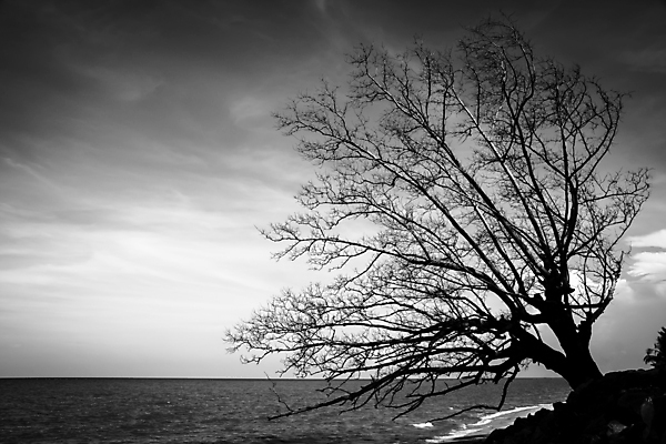 포토 JPG 해외이미지 모양 나무 식물 구름 물결 바다 여행 백그라운드 자연 하늘 풍경 사람없음 야외 목재 물 평화 환경 검은색 어둠 침묵 흰색 나뭇가지 죽음 큼 스카이라인 내추럴 혼자 해외202004 해외포토 자연요소 컬러 컨셉 재료 소리 크기 생태계 파일형식 이미지허브