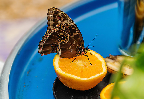 포토 JPG 해외이미지 동물 접시 꽃 야생동물 음식 나비 곤충 백그라운드 잎 날개 오렌지 과일 자연 바나나 사람없음 초록색 여름 파란색 컬러풀 갈색 노란색 검은색 미국 흰색 먹기 남쪽 내추럴 해외202004 해외포토 식물 식기 계절 컬러 북아메리카 모션 방향 생태계 파일형식 이미지허브