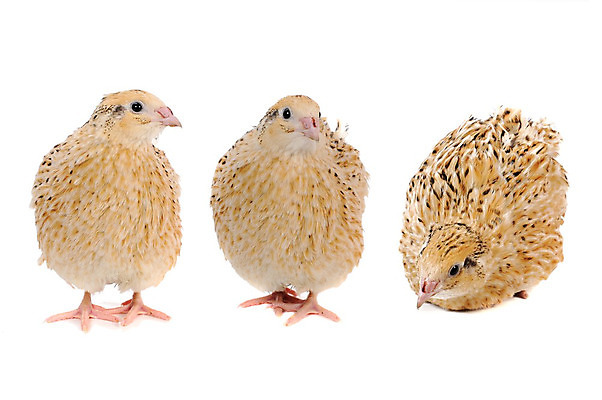 포토 JPG 해외이미지 동물 음식 백그라운드 농업 자연 조류 부활절 건강 3 사람없음 농장 갈색 바구니 계란 가축 흰색 시골 점 얼룩 상품 작음 오브젝트 만족 대리석 내추럴 고립 단백질 메추리 식품점 해외202004 해외포토 기념일 감정 산업 컬러 재료 상점 알 크기 생태계 영양소 파일형식 이미지허브