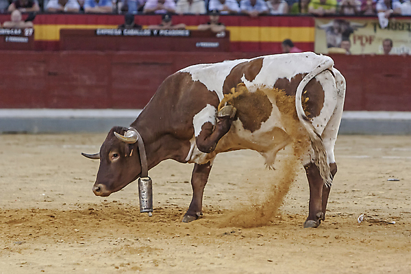 포토 JPG 해외이미지 동물 전통 문화 모래 사람없음 축제 경기장 축하 용기 자신감 스페인 위험 황소 싸움 민화 스페인어 안달루시아 투우장 해외202004 해외포토 그릇 감정 유럽 컨셉 스포츠시설 모션 소 그림 투우 파일형식 이미지허브