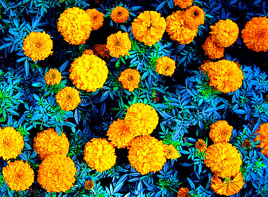 포토 JPG 해외이미지 식물 꽃잎 꽃 꽃다발 백그라운드 잎 꽃무늬 오렌지 자연 건강 사람없음 치료 초록색 여름 약 노란색 머리 벚꽃 흰색 신선 개화 약초 다발 허브 데이지 조제 내추럴 고립 많음 해외202004 해외포토 계절 컬러 컨셉 무늬 과일 의학 신체부위 풀_식물 생태계 만들기 파일형식 이미지허브