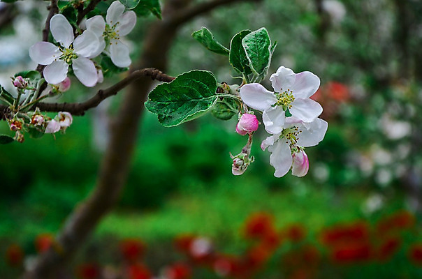 포토 JPG 해외이미지 나무 식물 계절 공원 꽃잎 꽃 백그라운드 잎 꽃무늬 과일 자연 하늘 새로움 사람없음 야외 초록색 파란색 햇빛 태양 정원 맑음 봄 성장 벚꽃 흰색 나뭇가지 신선 개화 과수원 원예 질감 꽃가루 해외202004 해외포토 자연요소 공공시설 컬러 컨셉 무늬 농업 날씨 취미 가루 생태계 파일형식 이미지허브