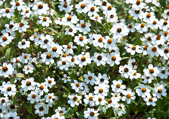 포토 JPG 해외이미지 식물 구름 계절 꽃 꽃무늬 밭 자연 풍경 잔디 사람없음 야외 초록색 여름 햇빛 농장 노란색 정원 맑음 봄 벚꽃 흰색 시골 신선 클로버 땅 데이지 내추럴 평야 해외202004 해외포토 자연요소 컬러 무늬 농업 날씨 태양 생태계 파일형식 이미지허브