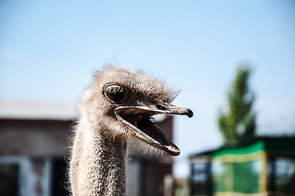 포토 JPG 해외이미지 동물 응시 공원 야생동물 날개 아프리카 자연 조류 사람없음 야외 머리 관찰 큼 사파리 깃털 호기심 부리 목 타조 내추럴 동물상 해외202004 해외포토 시선 공공시설 감정 나라 컨셉 모션 신체부위 조형물 크기 생태계 파일형식 이미지허브