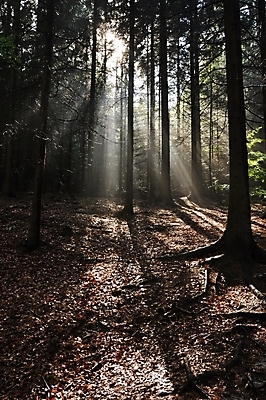 포토 JPG 해외이미지 나무 식물 계절 공원 잎 자연 아침 그림자 풍경 사람없음 야외 초록색 여름 빛 햇빛 태양 일출 환경 맑음 어둠 일몰 봄 새벽 안개 광선 가을 나뭇가지 소나무 황무지 숲 신비 상록수 강렬 뿌연 삼림지대 해외202004 해외포토 주간 자연요소 공공시설 컬러 컨셉 날씨 노을 생태계 파일형식 이미지허브
