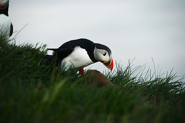 포토 JPG 해외이미지 주간 한마리 조류 사람없음 야외 퍼핀 해외202004 해외포토 자연요소 동물 1 파일형식 이미지허브