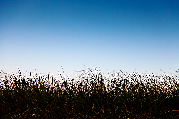 포토 JPG 해외이미지 식물 계절 실루엣 백그라운드 잎 밭 자연 하늘 추상 풍경 잔디 사람없음 야외 초록색 여름 파란색 빛 햇빛 환경 맑음 침묵 일몰 봄 시골 땅 장면 스카이라인 내추럴 해외202004 해외포토 컬러 무늬 농업 날씨 촬영기법 태양 노을 소리 생태계 파일형식 이미지허브