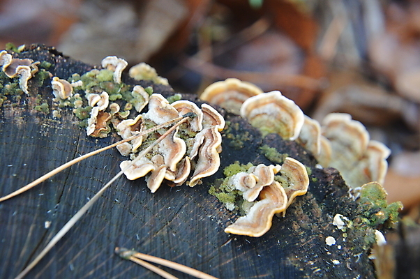 포토 JPG 해외이미지 식물 계절 음식 백그라운드 잎 자연 사람없음 야외 초록색 컬러풀 갈색 버섯 성장 가을 흰색 신선 숲 묘사 유기농 내추럴 곰팡이 해외202004 해외포토 웰빙 컬러 생태계 파일형식 이미지허브