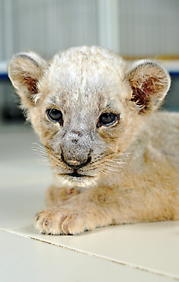 포토 JPG 해외이미지 동물 남자 야생동물 줄기 밭 포유류 아프리카 자연 동물원 종류 풍경 사람없음 야외 컵 햇빛 환경 고양이 흰색 아기 관찰 황무지 사자 왕 사파리 사냥 육식동물 사냥꾼 멸종 사자자리 서식지 남쪽 내추럴 고립 이국적 포식 해외202004 해외포토 식물 직업 식기 나라 컬러 농업 모션 사람 반려동물 태양 별자리 방향 생태계 파일형식 이미지허브