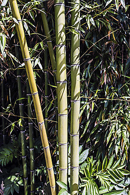 포토 JPG 해외이미지 나무 식물 디자인 문화 벽 줄기 백그라운드 잎 패턴 자연 지팡이 건조 동양인 사람없음 목재 세로 초록색 울타리 햇빛 정원 일본 힘 활발 에너지 성장 흰색 신선 원형 막대기 닫기 숲 대나무 유기농 질감 봉 내추럴 고립 완전 해외202004 해외포토 도형 웰빙 아시아 컬러 컨셉 무늬 재료 모션 인종 담장 태양 생태계 파일형식 이미지허브