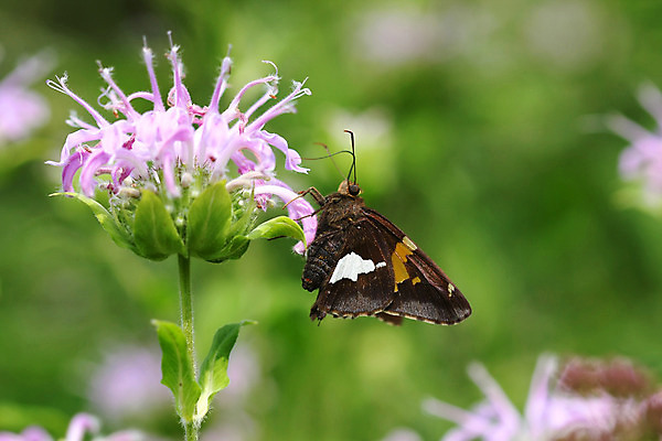 포토 JPG 해외이미지 식물 동물 꽃 야생동물 나비 곤충 잎 날개 오렌지 자연 앉기 사람없음 빨간색 초록색 여름 컬러풀 정원 검은색 봄 시골 벌레 작음 큼 체크무늬 내추럴 동물상 해외202004 해외포토 계절 컬러 무늬 과일 모션 조형물 크기 생태계 파일형식 이미지허브