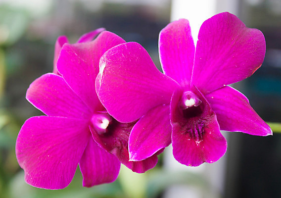 포토 JPG 해외이미지 식물 디자인 기념일 꽃잎 꽃 줄기 꽃다발 백그라운드 꽃무늬 밭 자연 휴가 발렌타인데이 선물 사랑 사람없음 장식 여름 보라색 기쁨 벚꽃 생일 난초 백합 라일락 내추럴 해외202004 해외포토 계절 감정 컬러 무늬 농업 데이이벤트 이벤트 생태계 파일형식 이미지허브