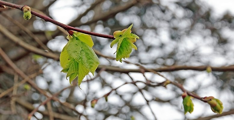 포토 JPG 해외이미지 나무 계절 잎 사람없음 초록색 봄 벚꽃 나뭇가지 뜨거움 개화 상승 해외202004 해외포토 식물 꽃 컬러 컨셉 파일형식 이미지허브