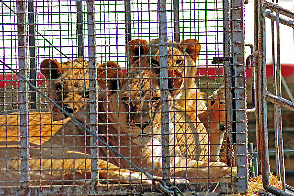포토 JPG 해외이미지 동물 벽 백그라운드 사람없음 흰색 사자 작음 육식동물 새장 해외202004 해외포토 컬러 포유류 크기 케이지 파일형식 이미지허브