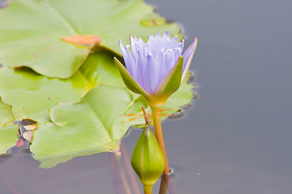 포토 JPG 해외이미지 식물 계절 꽃잎 꽃 호수 분홍색 잎 자연 연꽃 풍경 사람없음 빨간색 초록색 물 여름 반사 평화 귀여움 환경 정원 보라색 봄 벚꽃 연못 신선 우아함 백합 당구 심볼 순수 묘사 만족 반대 내추럴 해외202004 해외포토 자연요소 감정 컬러 컨셉 구기 생태계 파일형식 이미지허브