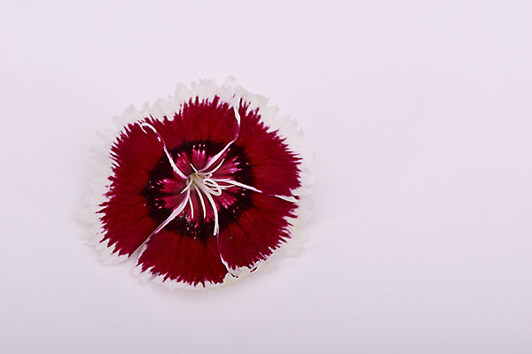 포토 JPG 해외이미지 식물 꽃잎 꽃 꽃무늬 사람없음 빨간색 컬러풀 활발 벚꽃 흰색 신선 강렬 식용 해외202004 해외포토 컬러 컨셉 무늬 파일형식 이미지허브