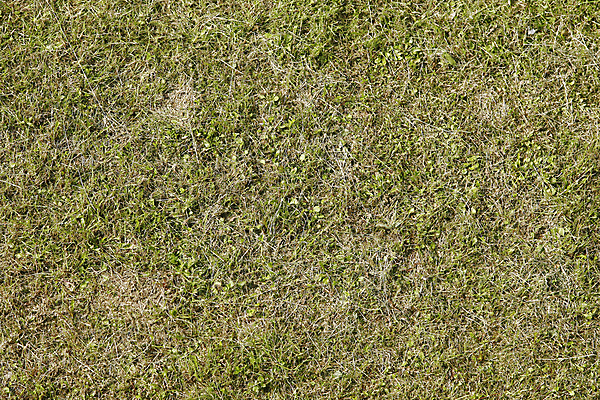 포토 JPG 해외이미지 식물 라이프스타일 공원 백그라운드 잎 패턴 밭 자연 벽지 놀이 풍경 잔디 사람없음 야외 초록색 여름 우주 환경 축구 봄 성장 게임 신선 땅 질감 내추럴 그리너리 해외202004 해외포토 계절 공공시설 컬러 무늬 농업 생활 구기 생태계 파일형식 트랜드컬러 이미지허브