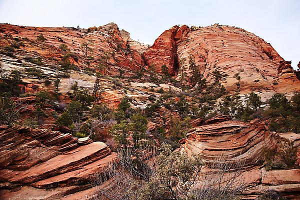 포토 JPG 해외이미지 나무 공원 여행 오렌지 자연 휴가 산 건조 풍경 사람없음 야외 환경 골짜기 계곡 미국 하이킹 사막 바위 흰색 황무지 정상 땅 부식 암초 사암 내추럴 시온산 전국 지질학 해외202004 해외포토 식물 공공시설 교육 컬러 북아메리카 과일 레저 돌_바위 생태계 파일형식 이미지허브
