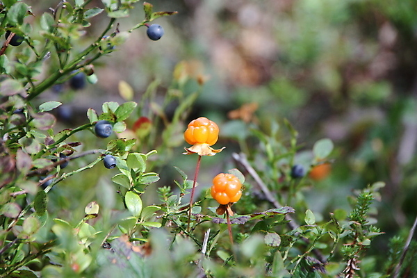 포토 JPG 해외이미지 열매 유럽 음식 농업 오렌지 자연 건강 노르웨이 사람없음 초록색 파란색 컬러풀 수확 신선 선택 달콤 맛 숲 가득함 유기농 블루베리 내추럴 난쟁이 숙성 해외202004 해외포토 식물 웰빙 나라 산업 컬러 컨셉 과일 생태계 파일형식 이미지허브