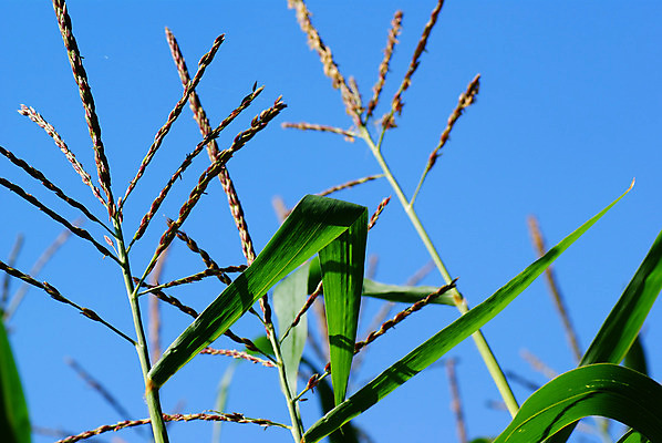 포토 JPG 해외이미지 꽃 줄기 잎 밭 농업 채소 자연 하늘 옥수수 사람없음 파란색 벚꽃 시리얼 해외202004 해외포토 식물 산업 음식 컬러 곡류 생태계 파일형식 이미지허브