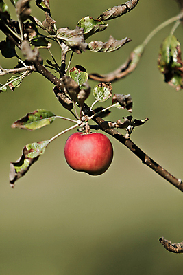 포토 JPG 해외이미지 나무 계절 잎 농업 과일 자연 건강 사람없음 야외 빨간색 여름 농작물 햇빛 농장 정원 수확 성장 가을 나뭇가지 시골 신선 그룹 과수원 다발 유기농 원예 날것 부드러움 내추럴 밭일 숙성 채식주의자 해외202004 해외포토 식물 웰빙 산업 컬러 취미 태양 감각 생태계 채식 파일형식 이미지허브