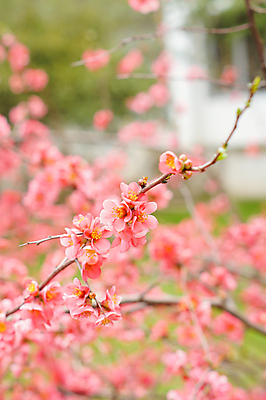 포토 JPG 해외이미지 나무 식물 디자인 계절 꽃잎 꽃 줄기 분홍색 백그라운드 꽃무늬 과일 자연 조류 하늘 사람없음 장식 중국 봄 성장 벚꽃 나뭇가지 아기 체리 복숭아 머핀 내추럴 해외202004 해외포토 동물 아시아 빵 컬러 무늬 사람 생태계 파일형식 이미지허브