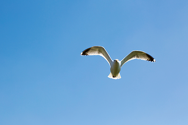 포토 JPG 해외이미지 동물 구름 야생동물 바다 백그라운드 컨셉 날개 자연 갈매기 조류 하늘 바람 휴가 항해 풍경 사람없음 여름 파란색 태양 우주 맑음 추위 자유 흰색 비행 향수 깃털 고립 무료 해외202004 해외포토 자연요소 계절 컬러 배_교통 날씨 화장품 생태계 파일형식 이미지허브