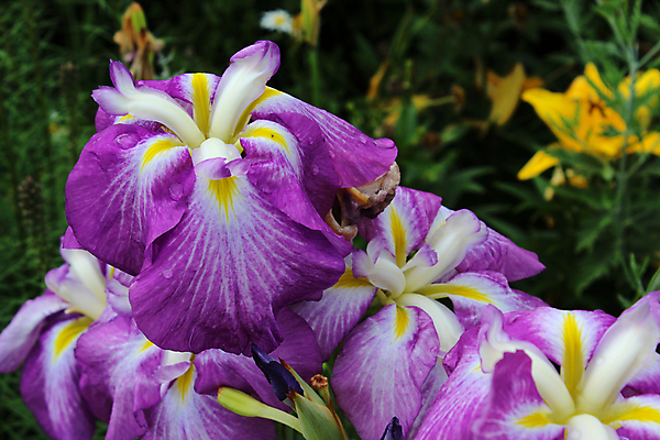 포토 JPG 해외이미지 식물 디자인 계절 꽃잎 꽃 꽃다발 잎 꽃무늬 자연 실내 사람없음 장식 초록색 정원 봄 성장 벚꽃 화려 우아함 향수 그림 향기 냄새 꽃수술 아열대 영원 이국적 취급주의 스타일 해외202004 해외포토 컬러 컨셉 무늬 경고 내부 화장품 생태계 파일형식 이미지허브