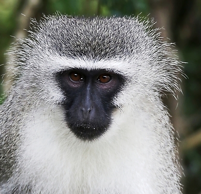 포토 JPG 해외이미지 동물 응시 남자 얼굴 야생동물 포유류 아프리카 자연 털 사람없음 파란색 검은색 회색 원숭이 사파리 호기심 유인원 해외202004 해외포토 시선 감정 나라 컬러 컨셉 사람 신체부위 생태계 파일형식 이미지허브